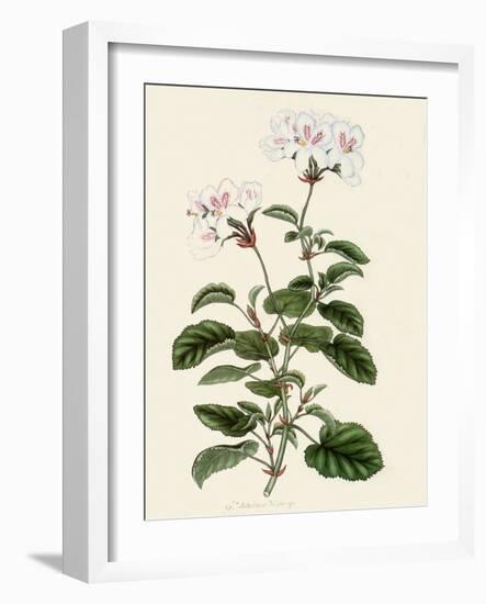 Geranium Betulinum-Henry Andrews-Framed Giclee Print