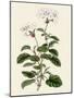 Geranium Betulinum-Henry Andrews-Mounted Giclee Print