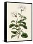 Geranium Betulinum-Henry Andrews-Framed Stretched Canvas