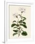 Geranium Betulinum-Henry Andrews-Framed Giclee Print