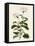Geranium Betulinum-Henry Andrews-Framed Stretched Canvas