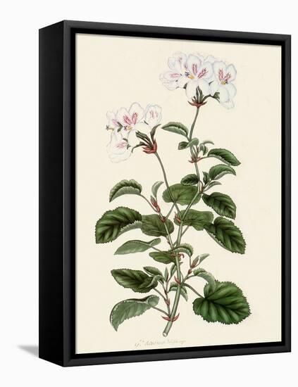 Geranium Betulinum-Henry Andrews-Framed Stretched Canvas