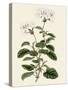 Geranium Betulinum-Henry Andrews-Stretched Canvas