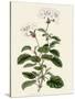 Geranium Betulinum-Henry Andrews-Stretched Canvas