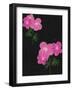 Geranium Blackboard-Lisa Stickley-Framed Giclee Print