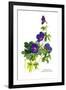 Geranium Grandiflorum-H.g. Moon-Framed Art Print