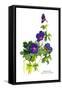 Geranium Grandiflorum-H.g. Moon-Framed Stretched Canvas