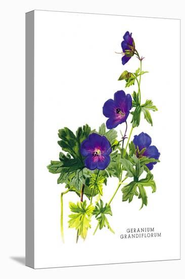 Geranium Grandiflorum-H.g. Moon-Stretched Canvas