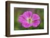 Geranium hybrid, Geranium-Adam Jones-Framed Photographic Print