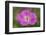 Geranium hybrid, Geranium-Adam Jones-Framed Photographic Print