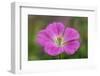 Geranium hybrid, Geranium-Adam Jones-Framed Photographic Print