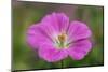 Geranium hybrid, Geranium-Adam Jones-Mounted Photographic Print