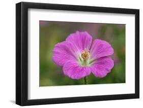 Geranium hybrid, Geranium-Adam Jones-Framed Premium Photographic Print