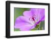 Geranium hybrid, Geranium-Adam Jones-Framed Photographic Print