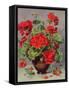 Geranium in an Earthenware Vase-Albert Williams-Framed Stretched Canvas