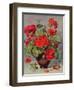 Geranium in an Earthenware Vase-Albert Williams-Framed Premium Giclee Print