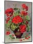 Geranium in an Earthenware Vase-Albert Williams-Mounted Premium Giclee Print