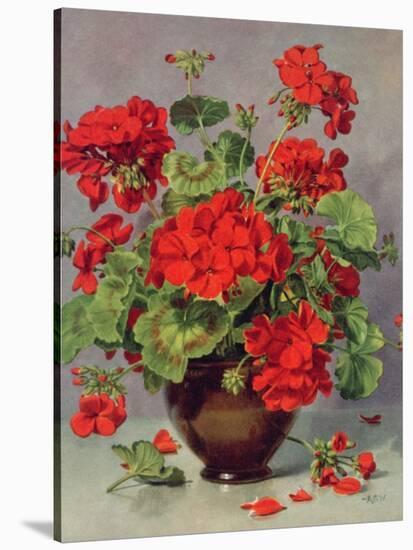 Geranium in an Earthenware Vase-Albert Williams-Stretched Canvas