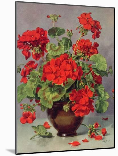 Geranium in an Earthenware Vase-Albert Williams-Mounted Giclee Print