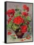 Geranium in an Earthenware Vase-Albert Williams-Framed Stretched Canvas