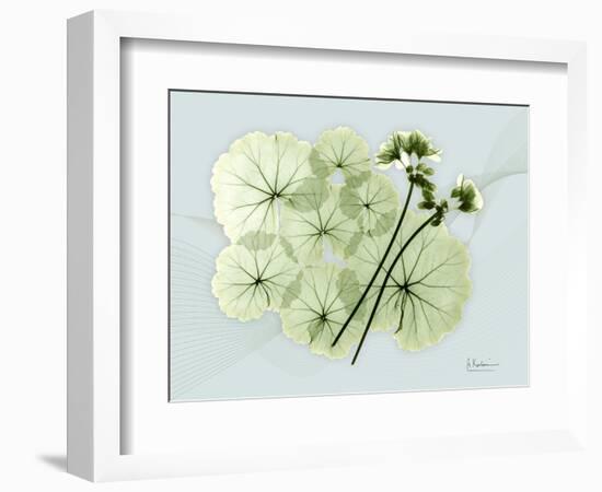 Geranium L48-Albert Koetsier-Framed Art Print