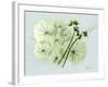 Geranium L48-Albert Koetsier-Framed Art Print