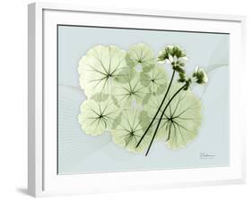 Geranium L48-Albert Koetsier-Framed Art Print