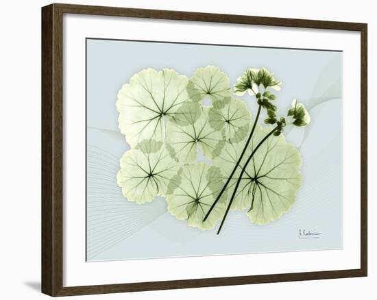 Geranium L48-Albert Koetsier-Framed Art Print