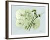 Geranium L48-Albert Koetsier-Framed Art Print