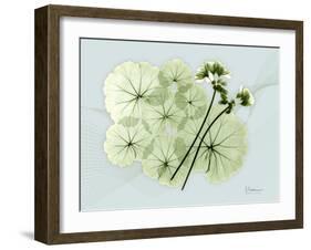 Geranium L48-Albert Koetsier-Framed Art Print