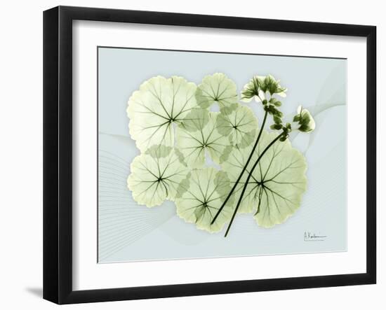 Geranium L48-Albert Koetsier-Framed Art Print