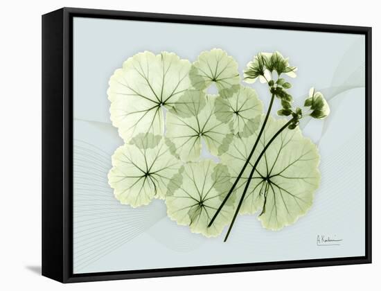 Geranium L48-Albert Koetsier-Framed Stretched Canvas