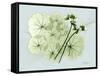 Geranium L48-Albert Koetsier-Framed Stretched Canvas