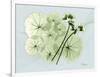 Geranium L48-Albert Koetsier-Framed Art Print