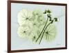 Geranium L48-Albert Koetsier-Framed Art Print