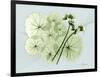 Geranium L48-Albert Koetsier-Framed Art Print