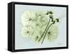 Geranium L48-Albert Koetsier-Framed Stretched Canvas