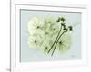 Geranium L48-Albert Koetsier-Framed Art Print