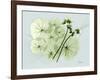 Geranium L48-Albert Koetsier-Framed Art Print