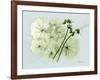 Geranium L48-Albert Koetsier-Framed Art Print