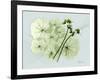 Geranium L48-Albert Koetsier-Framed Art Print