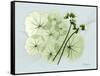 Geranium L48-Albert Koetsier-Framed Stretched Canvas