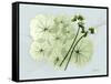 Geranium L48-Albert Koetsier-Framed Stretched Canvas