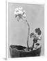 Geranium, Mexico City, c.1924-Tina Modotti-Framed Giclee Print