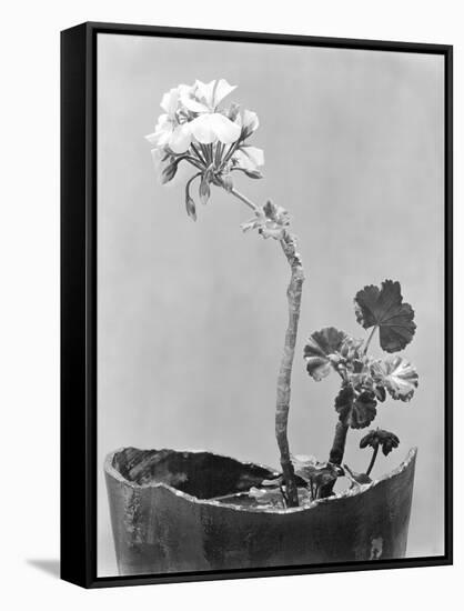 Geranium, Mexico City, c.1924-Tina Modotti-Framed Stretched Canvas