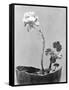 Geranium, Mexico City, c.1924-Tina Modotti-Framed Stretched Canvas