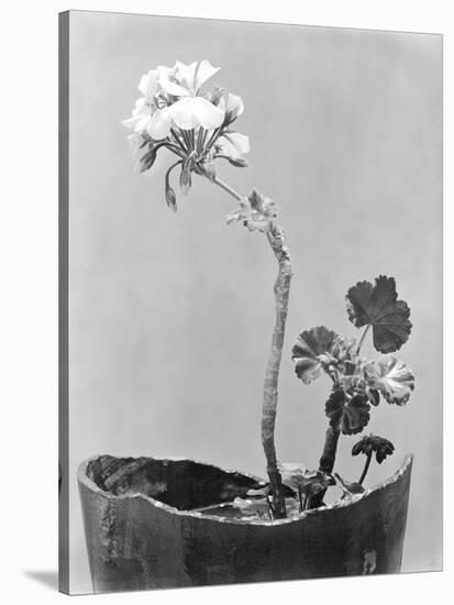 Geranium, Mexico City, c.1924-Tina Modotti-Stretched Canvas