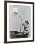 Geranium, Mexico City, c.1924-Tina Modotti-Framed Giclee Print