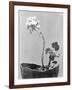 Geranium, Mexico City, c.1924-Tina Modotti-Framed Giclee Print