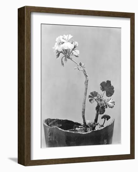 Geranium, Mexico City, c.1924-Tina Modotti-Framed Giclee Print